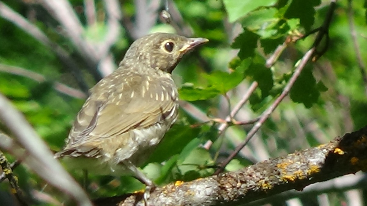 Swainson's Thrush - ML621088397