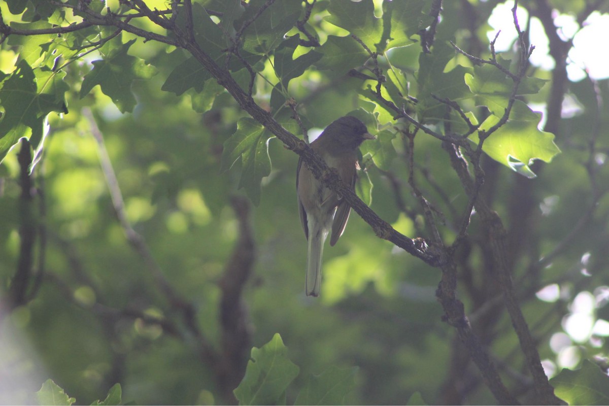 Dark-eyed Junco - ML621088406