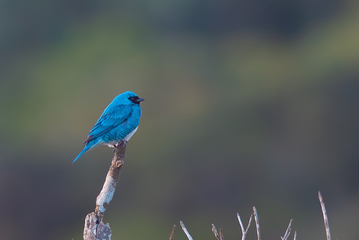 Swallow Tanager - ML621088407