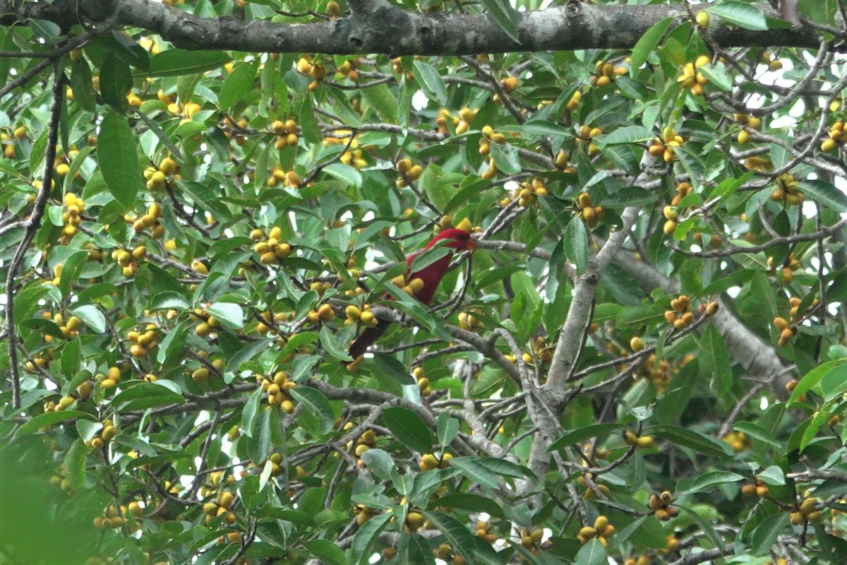 紅色吸蜜鸚鵡 - ML621088410