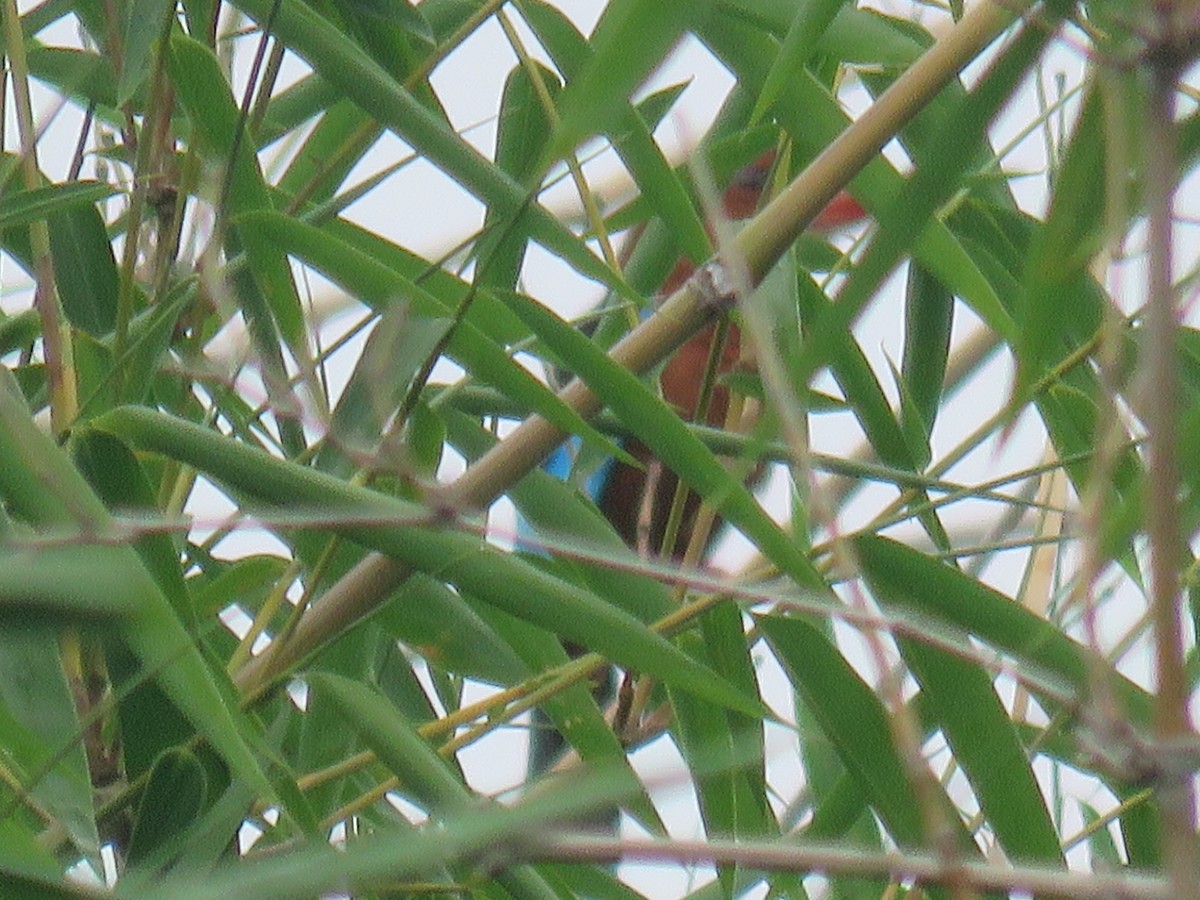 Brown-breasted Kingfisher - ML621088430