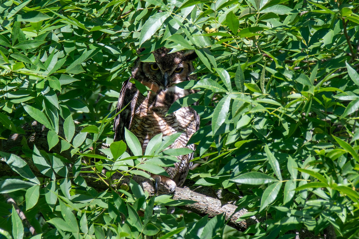 Great Horned Owl - ML621088435