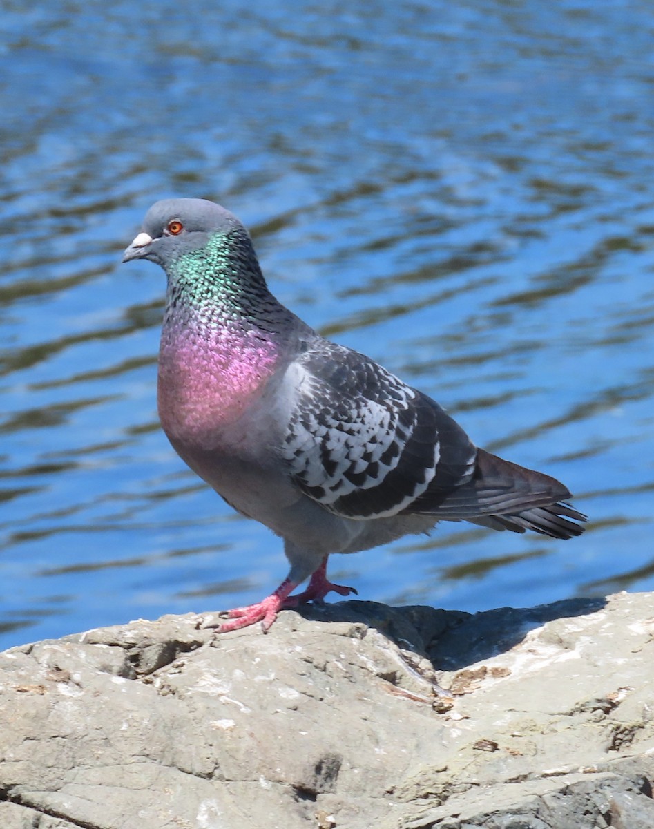 Rock Pigeon (Feral Pigeon) - ML621088438