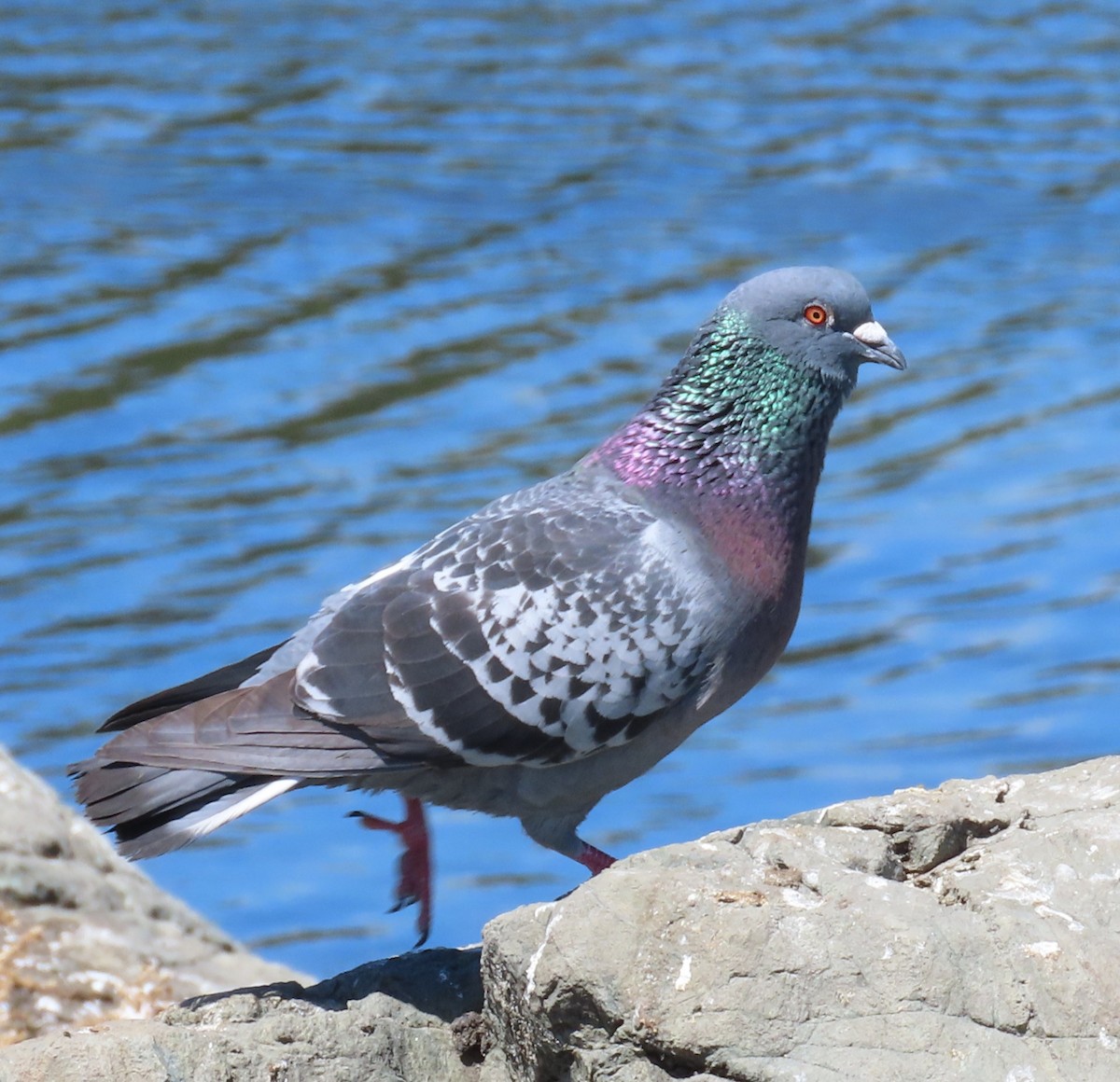 Rock Pigeon (Feral Pigeon) - ML621088439