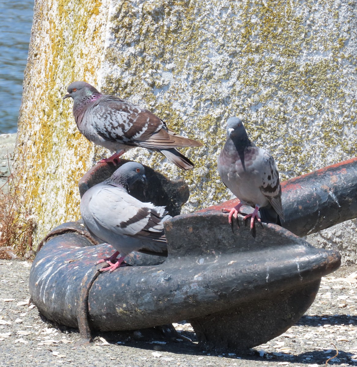 Rock Pigeon (Feral Pigeon) - ML621088444