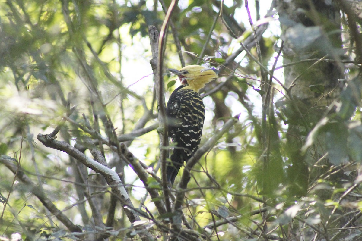 Blond-crested Woodpecker - ML621088452