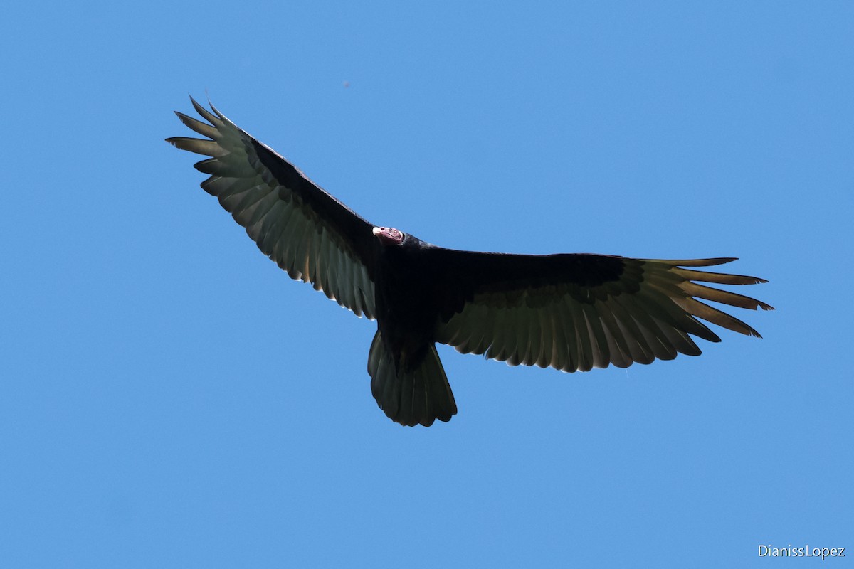Turkey Vulture - ML621088492