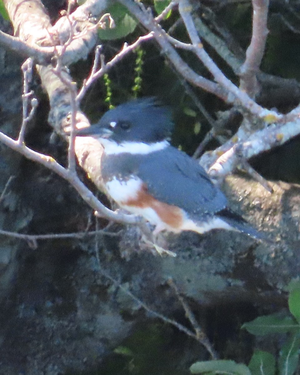 Belted Kingfisher - ML621088497