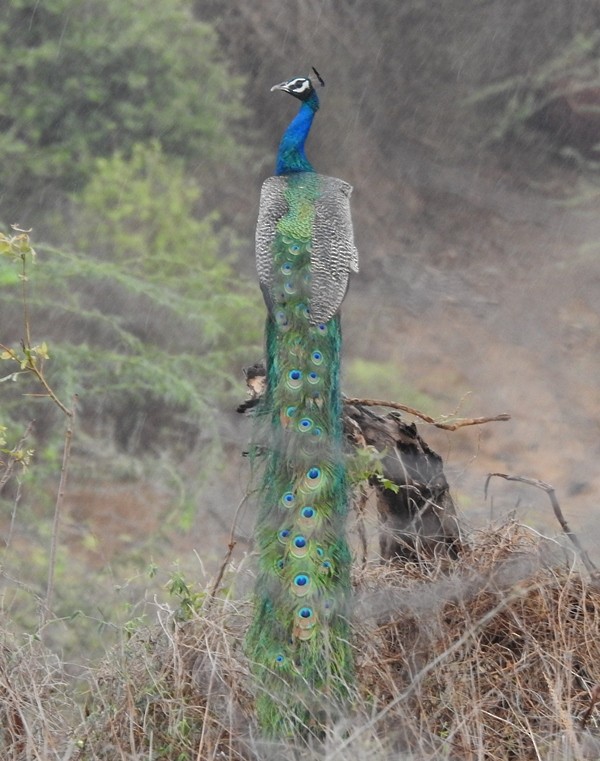 Indian Peafowl - ML621088498