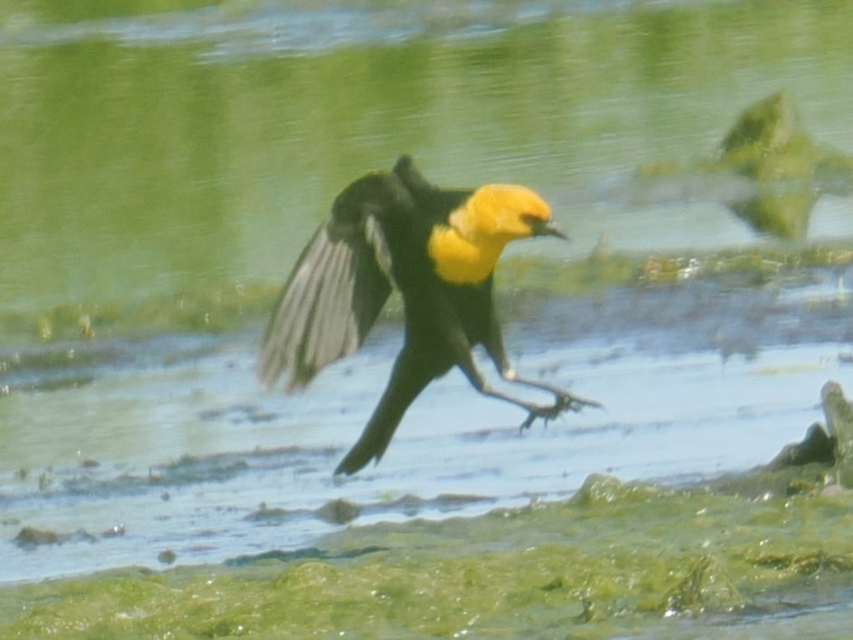 Yellow-headed Blackbird - ML621088502