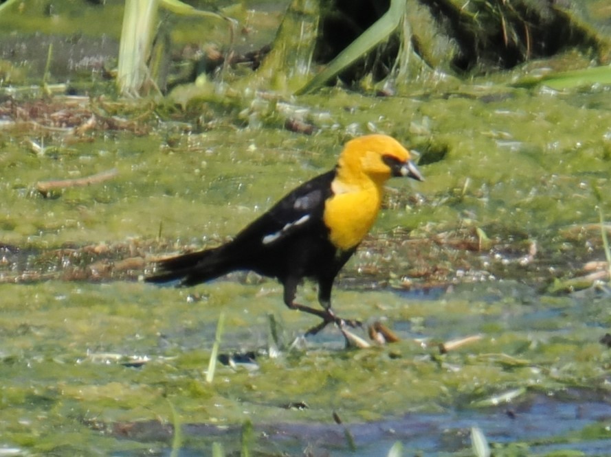 Yellow-headed Blackbird - ML621088504