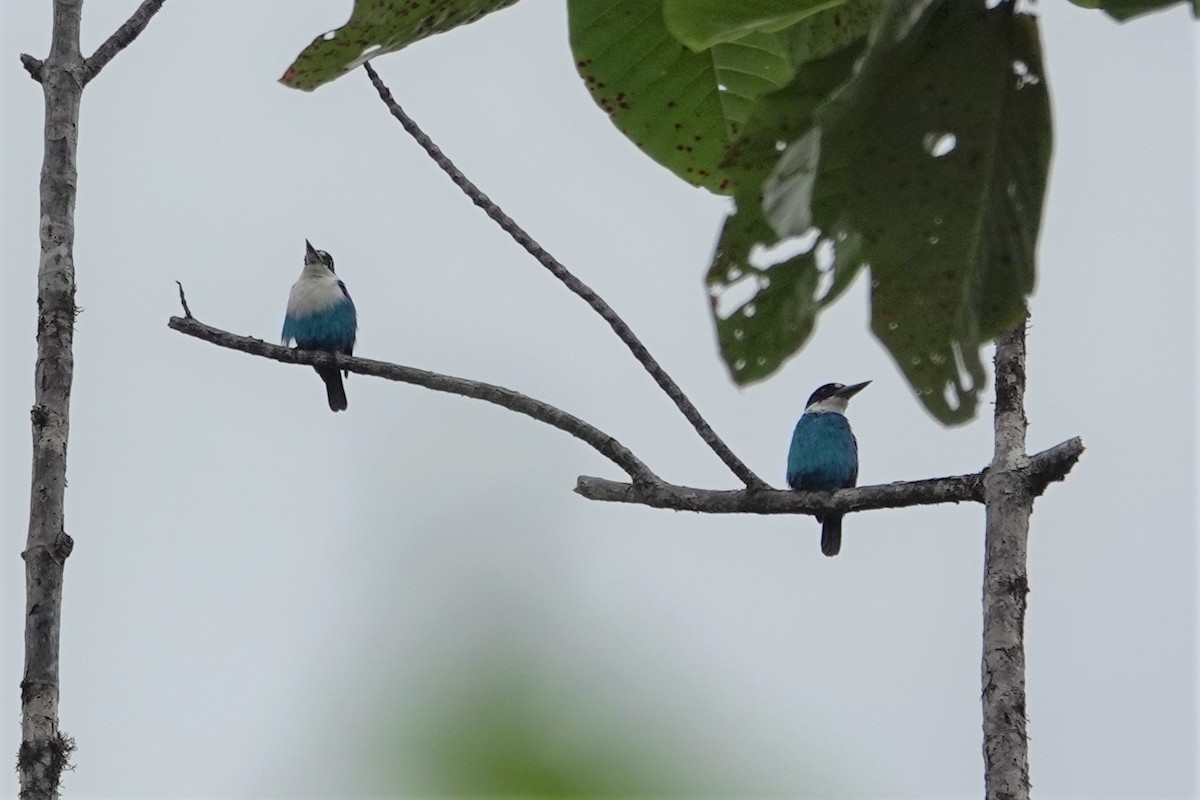 Lazuli Kingfisher - ML621088510