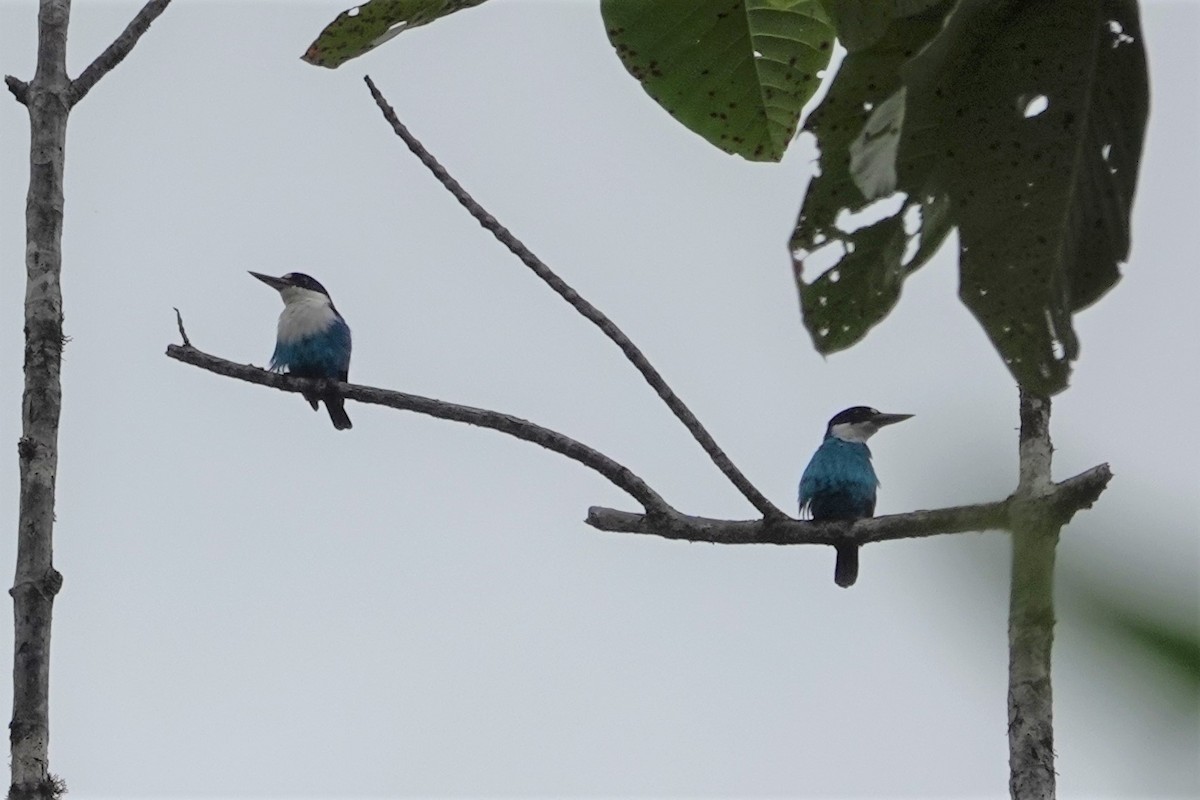 Lazuli Kingfisher - ML621088511