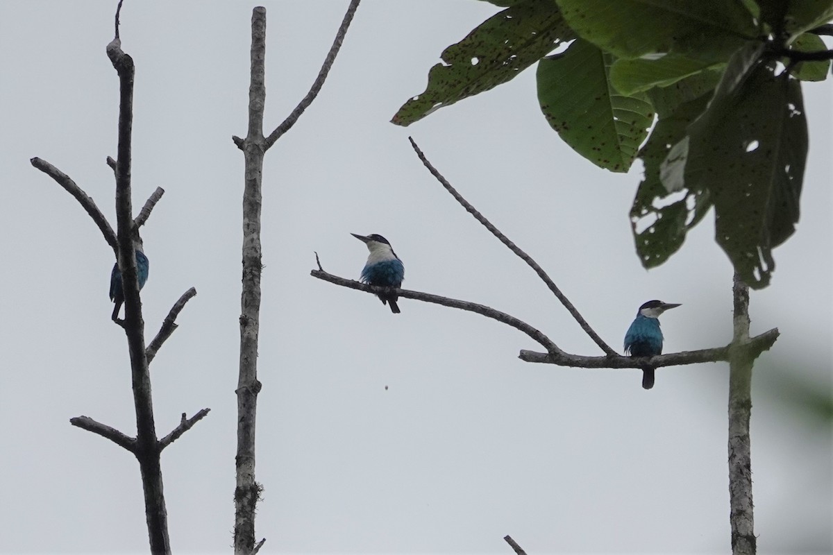 Lazuli Kingfisher - ML621088512