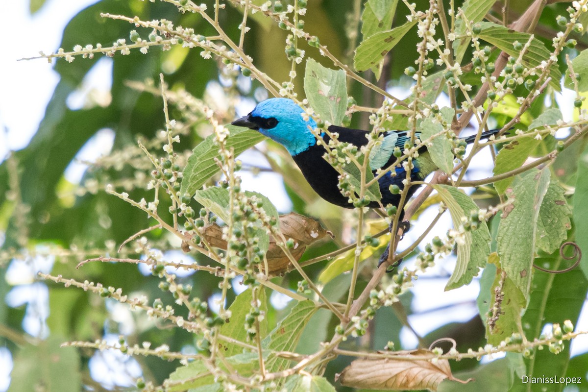 Blue-necked Tanager - ML621088521