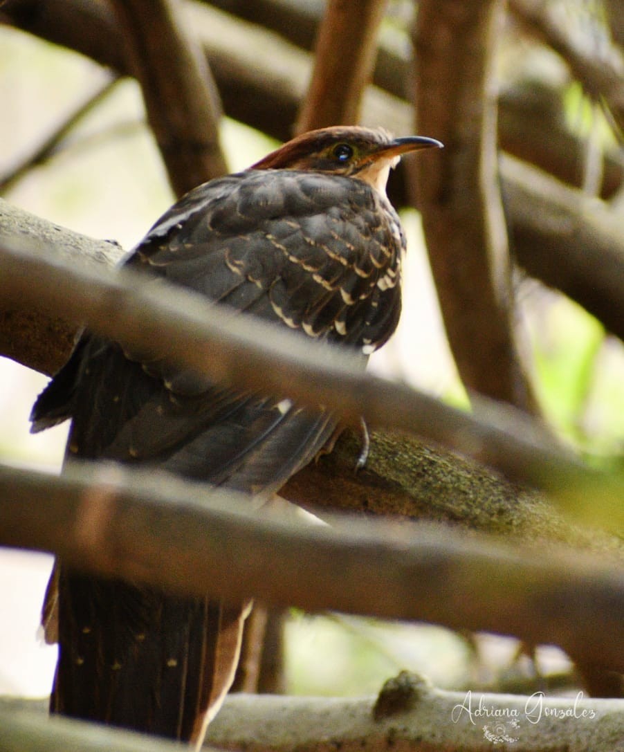 Pheasant Cuckoo - Adriana González