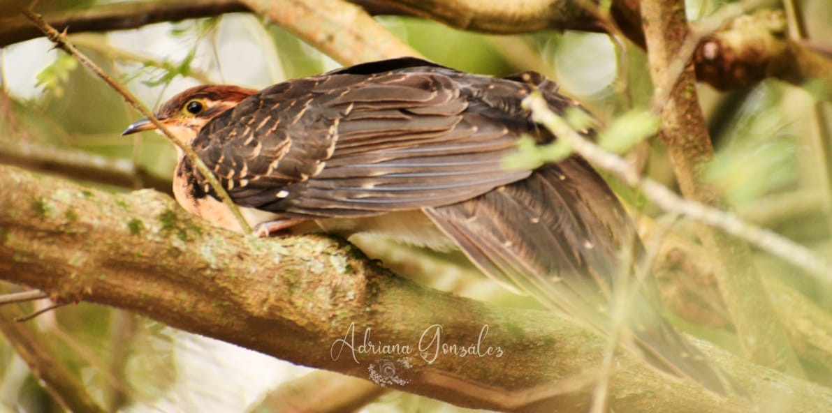 Pheasant Cuckoo - Adriana González