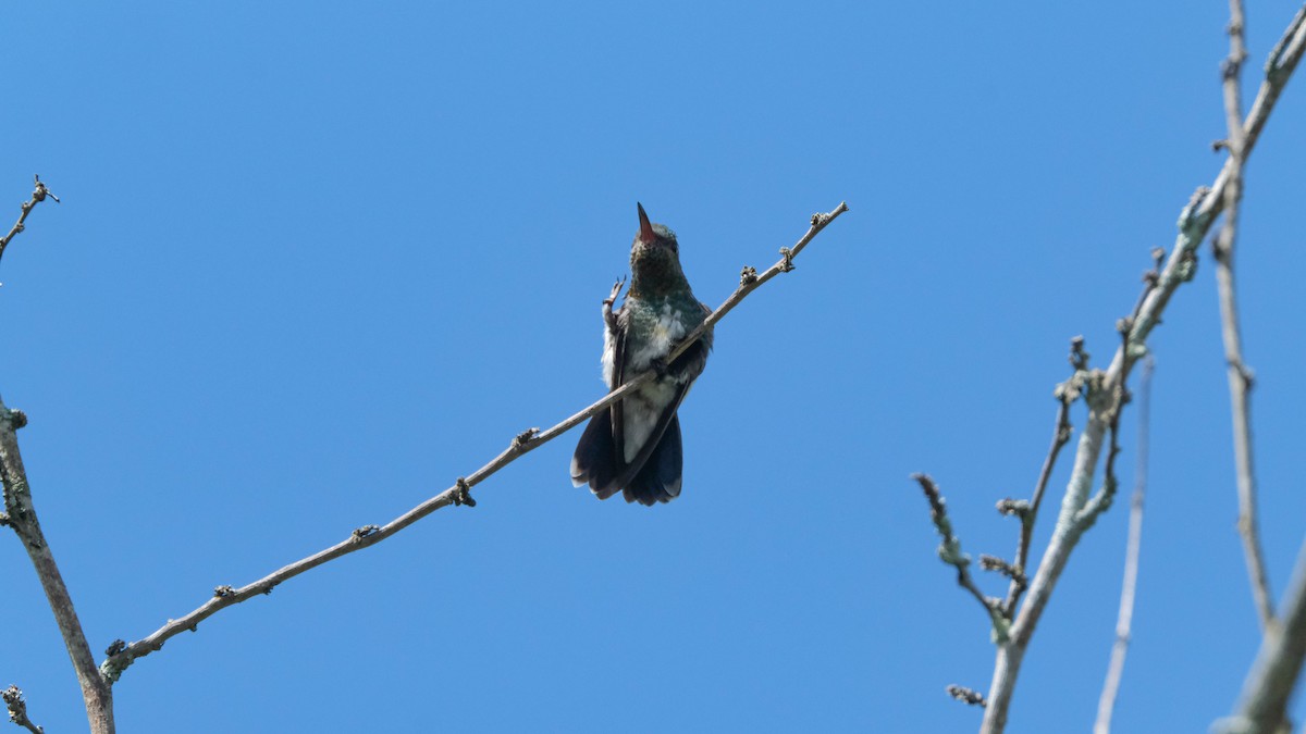 kolibřík zrcadlový - ML621088597