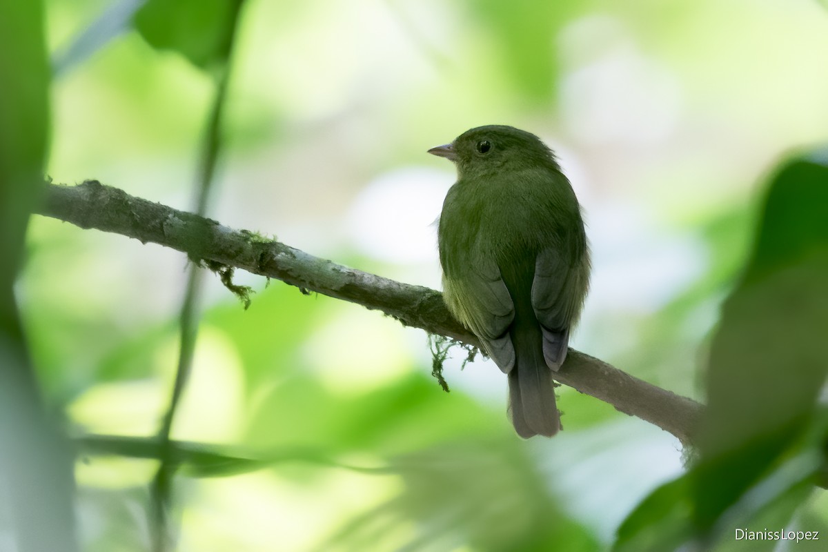 Green Manakin - ML621088610