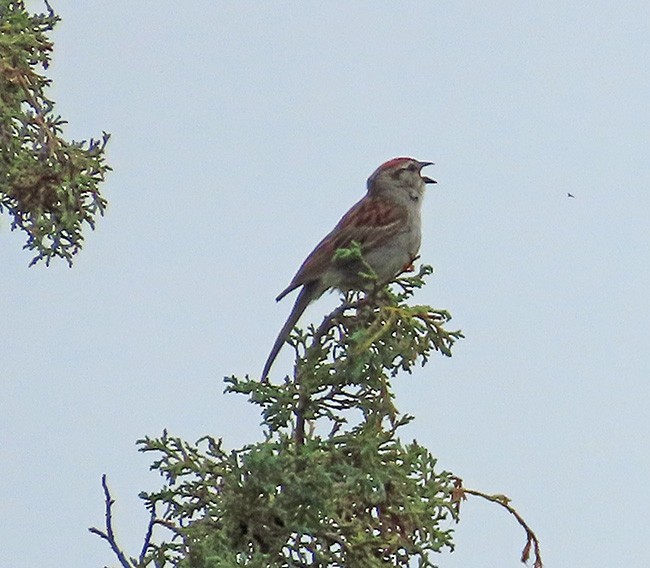 Chipping Sparrow - ML621088613