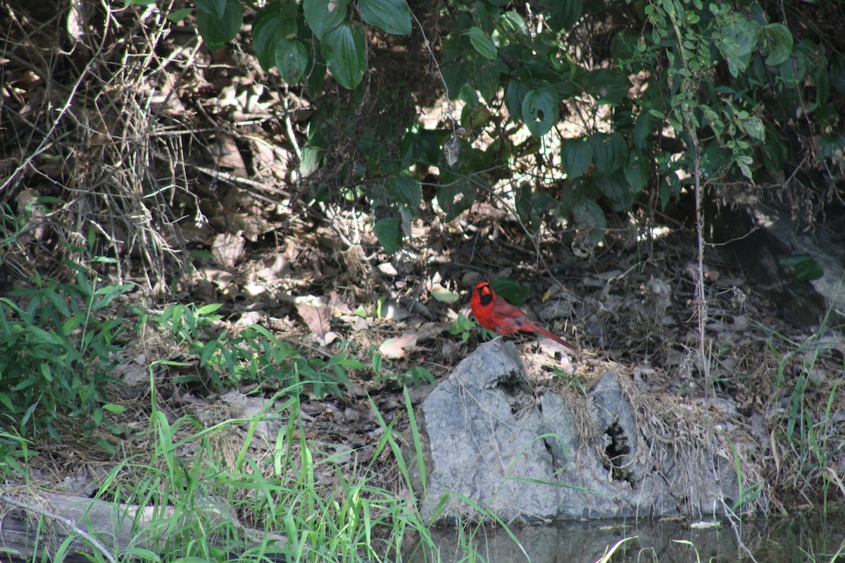 Cardinal rouge - ML621088634