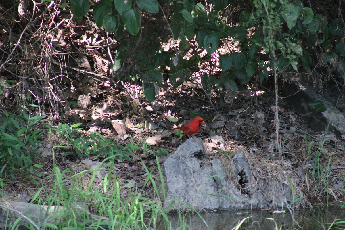 Cardinal rouge - ML621088636