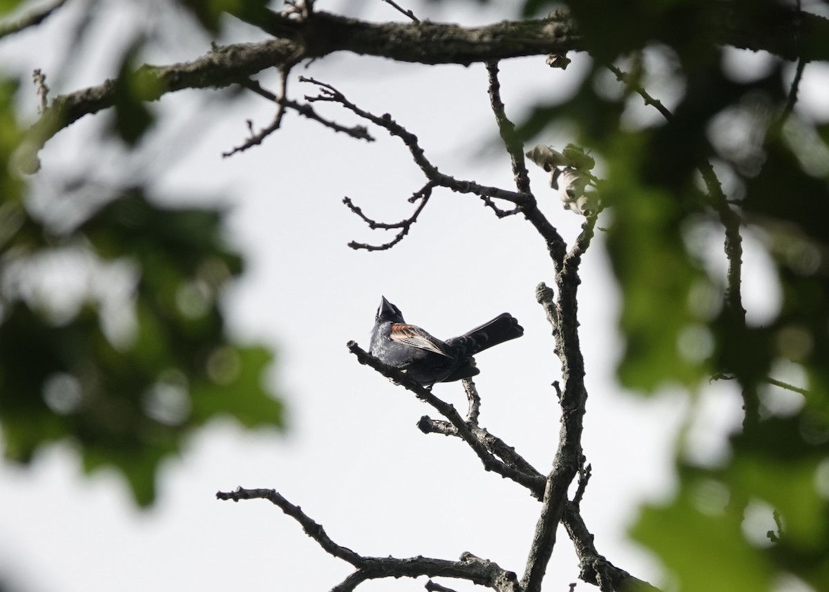 Blue Grosbeak - ML621088637