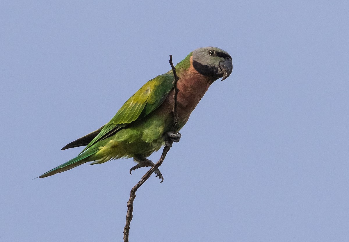 Red-breasted Parakeet - ML621088638