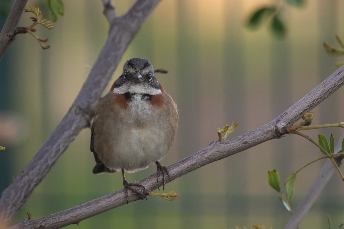 Rufous-collared Sparrow (Rufous-collared) - ML621088641