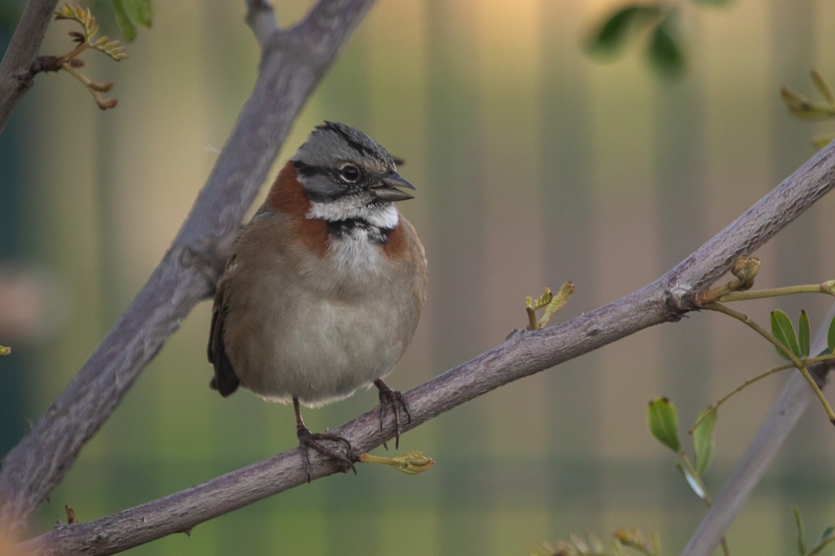 Rufous-collared Sparrow (Rufous-collared) - ML621088642
