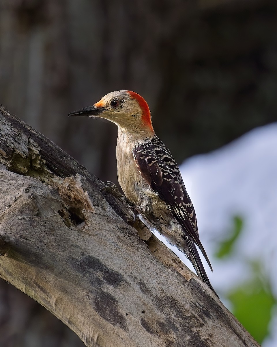 Red-bellied Woodpecker - ML621088663