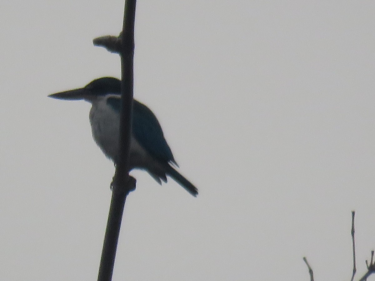 Collared Kingfisher (Collared) - ML621088667