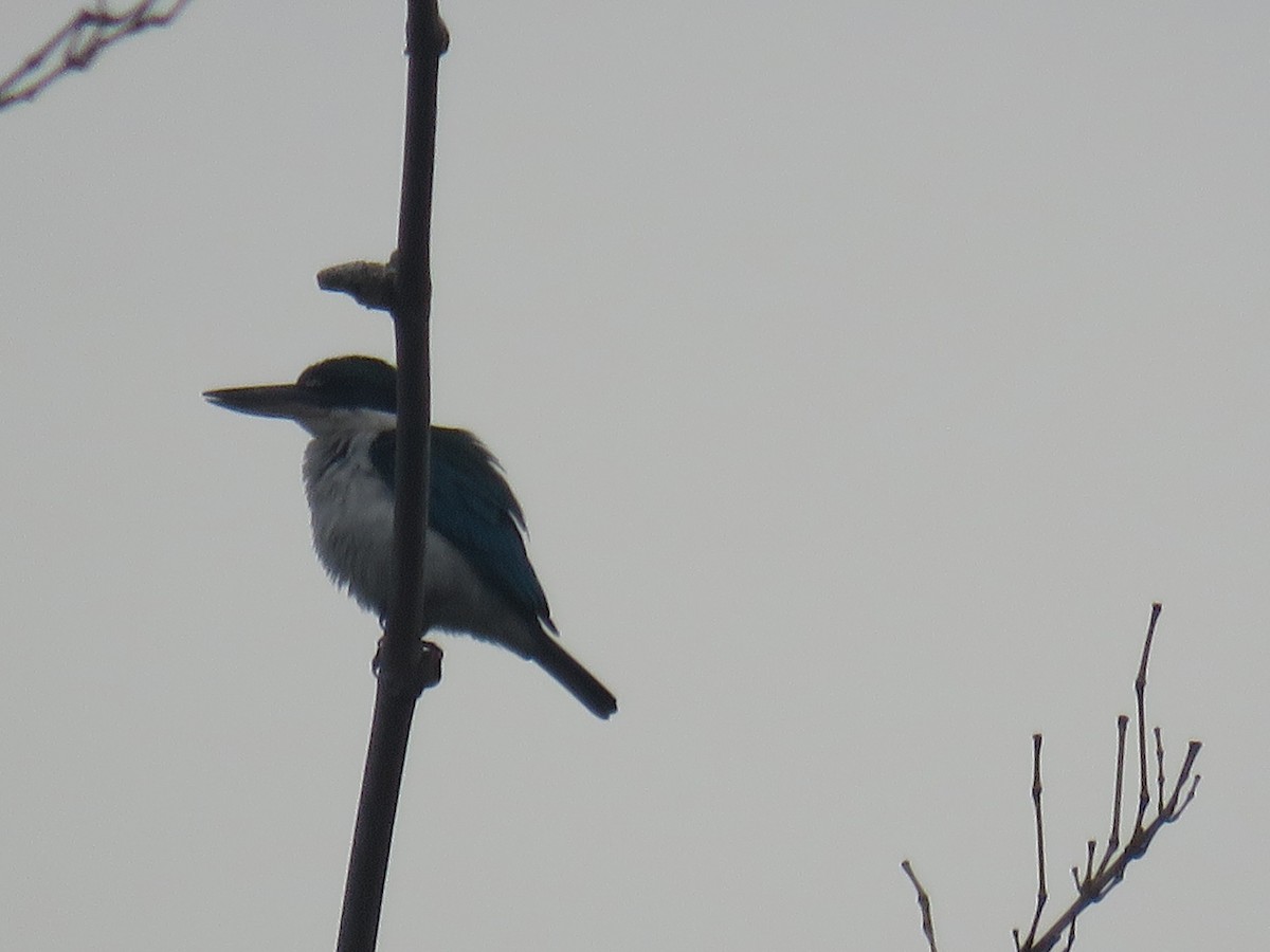 Collared Kingfisher (Collared) - ML621088668