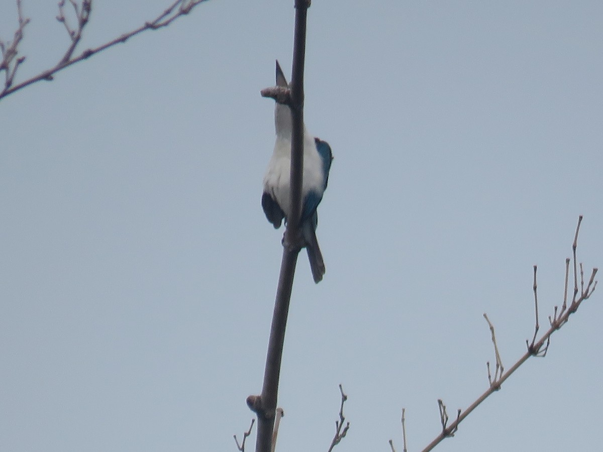 Collared Kingfisher (Collared) - ML621088669