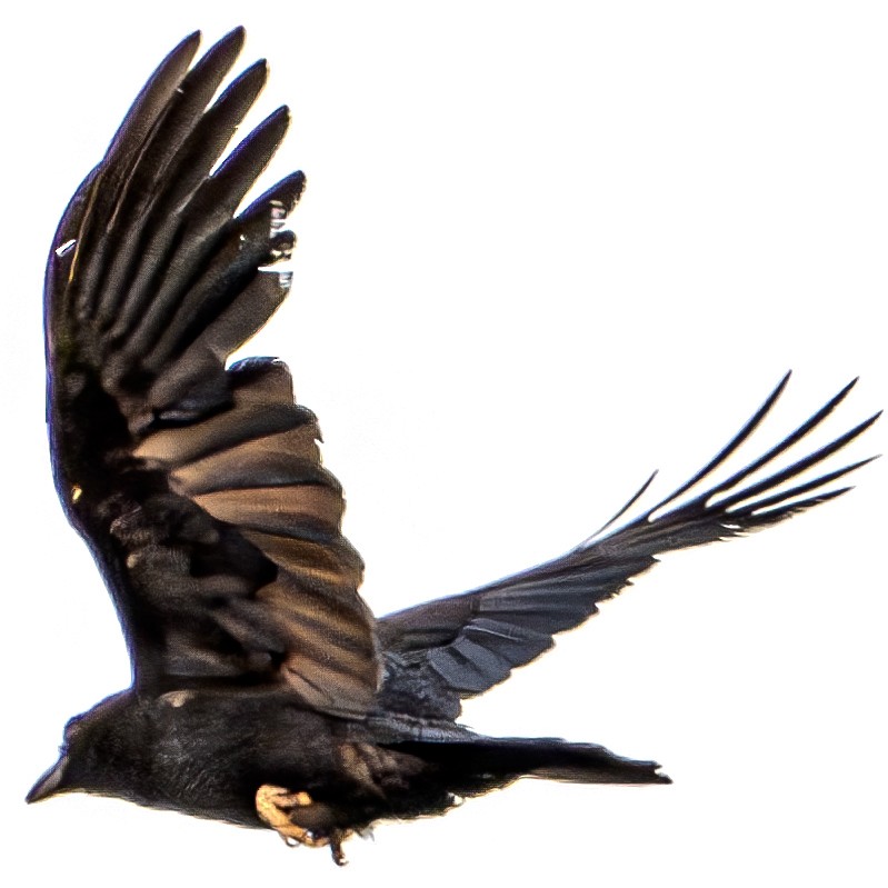 Common Raven - ML621088672
