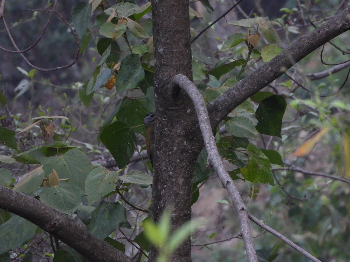 Gray-headed Woodpecker - ML621088677