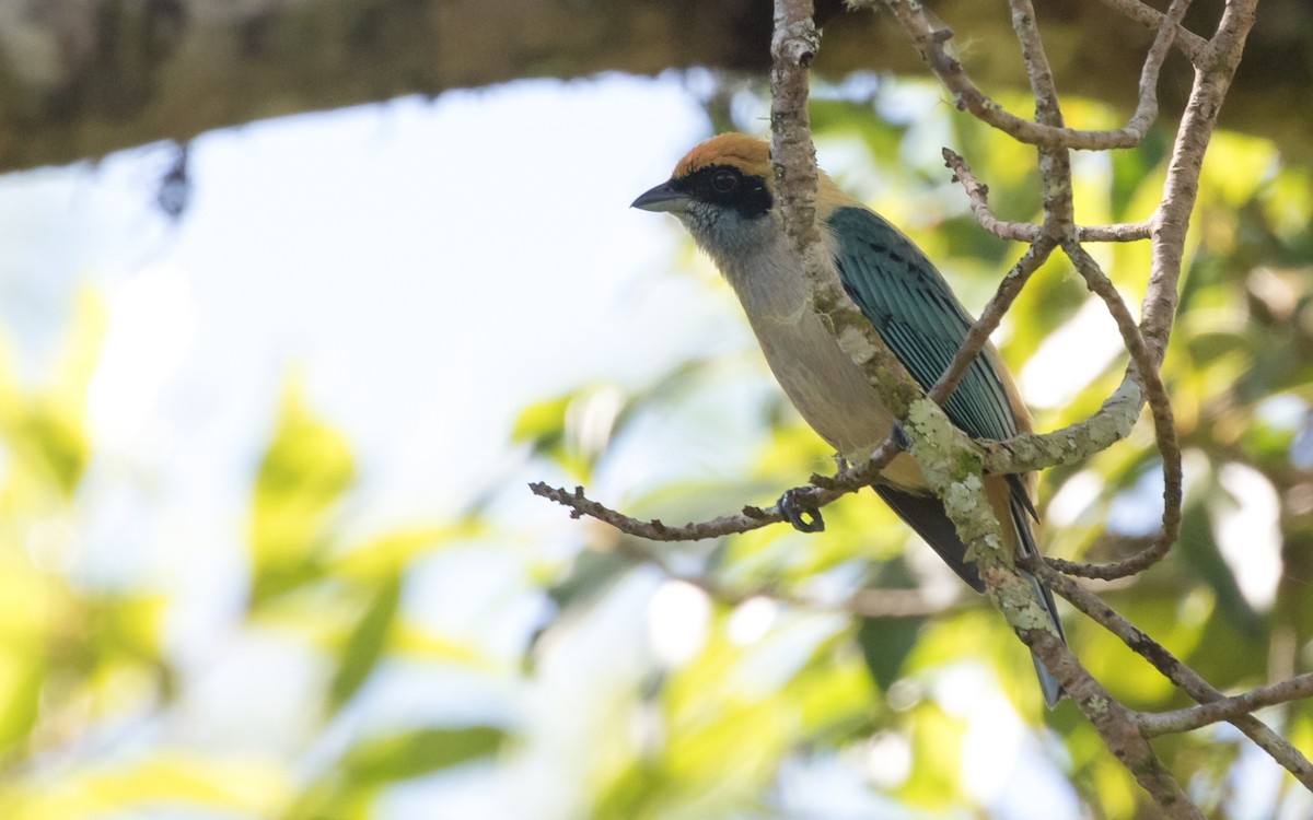Burnished-buff Tanager - ML621088688