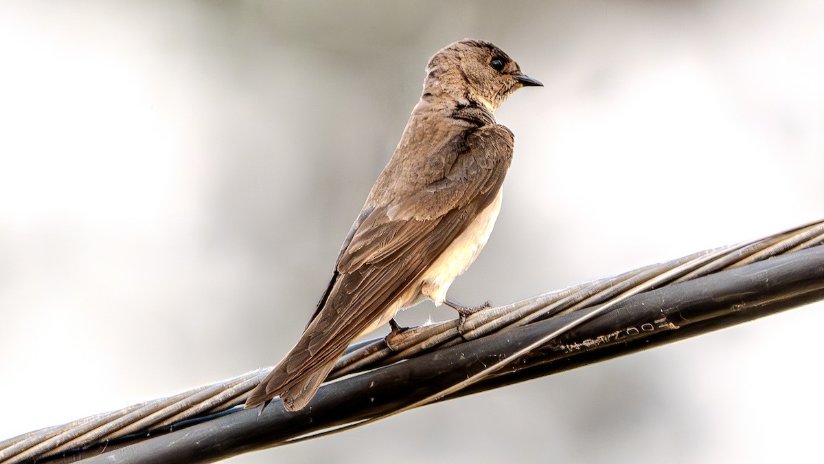 Northern Rough-winged Swallow - ML621088695