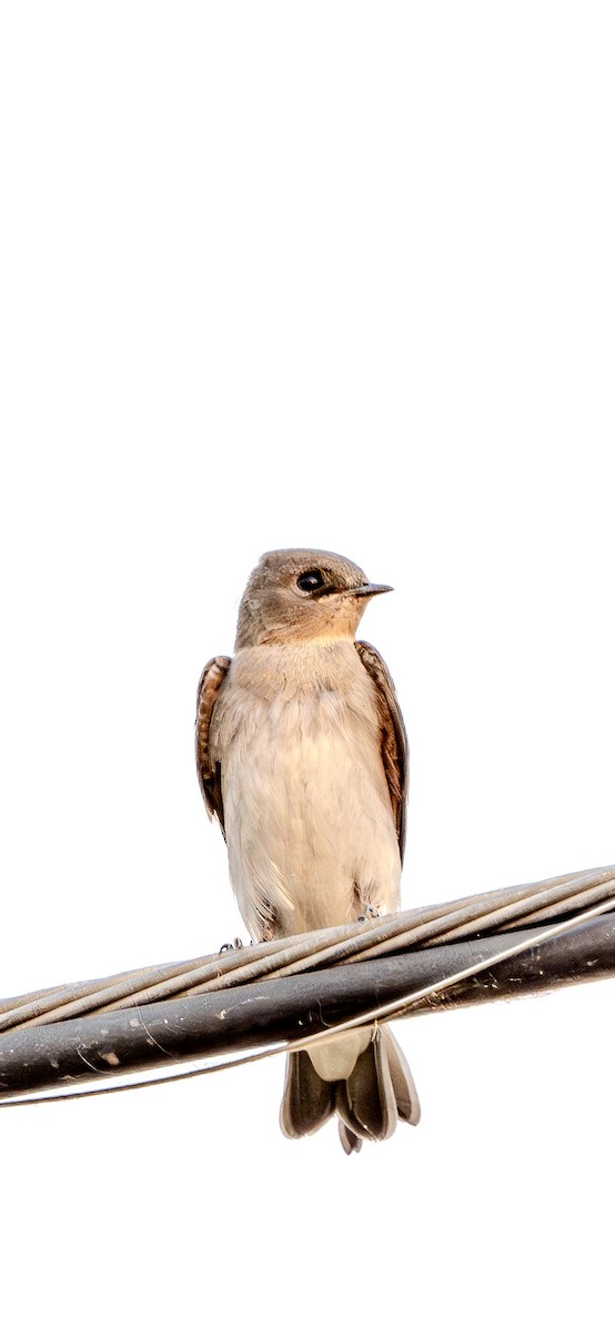 Northern Rough-winged Swallow - ML621088696
