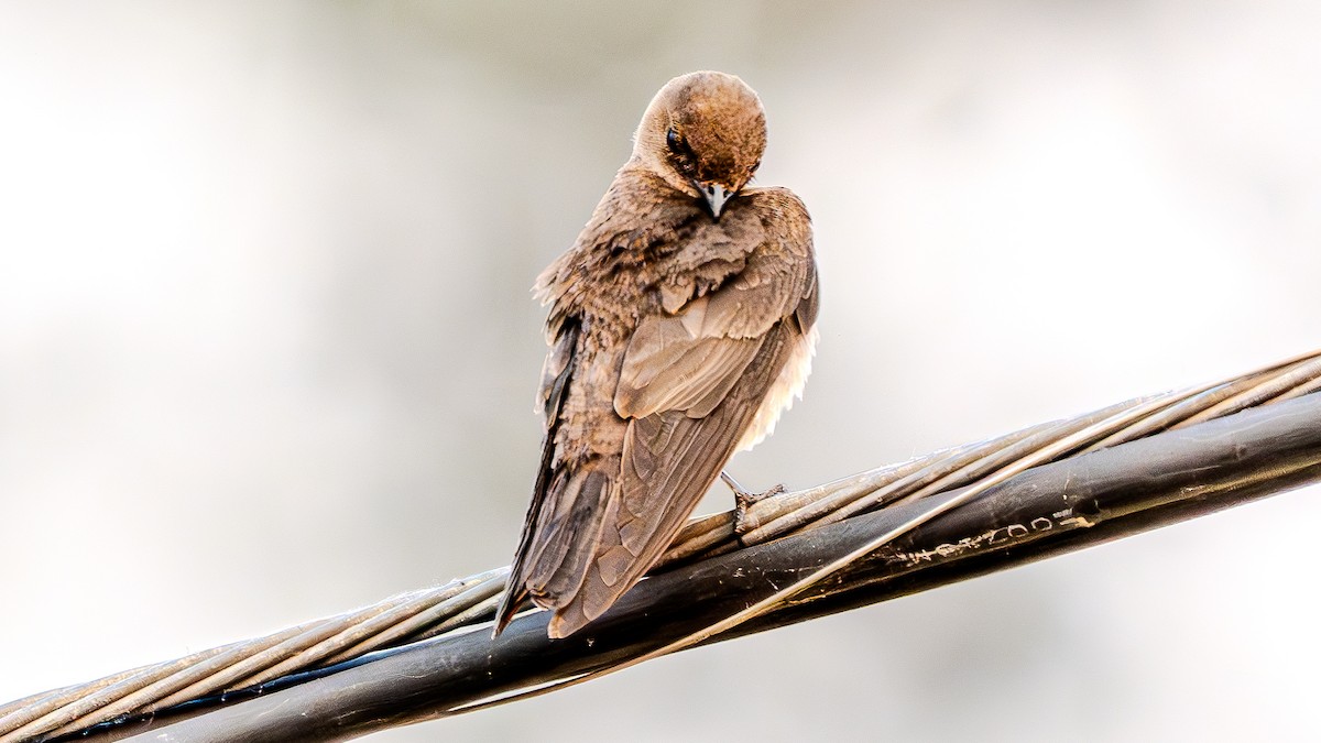 Northern Rough-winged Swallow - ML621088697