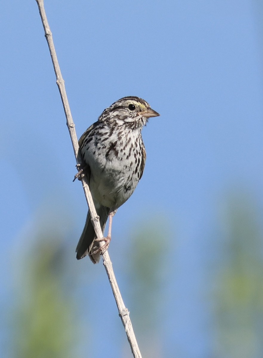 Savannah Sparrow - ML621088698
