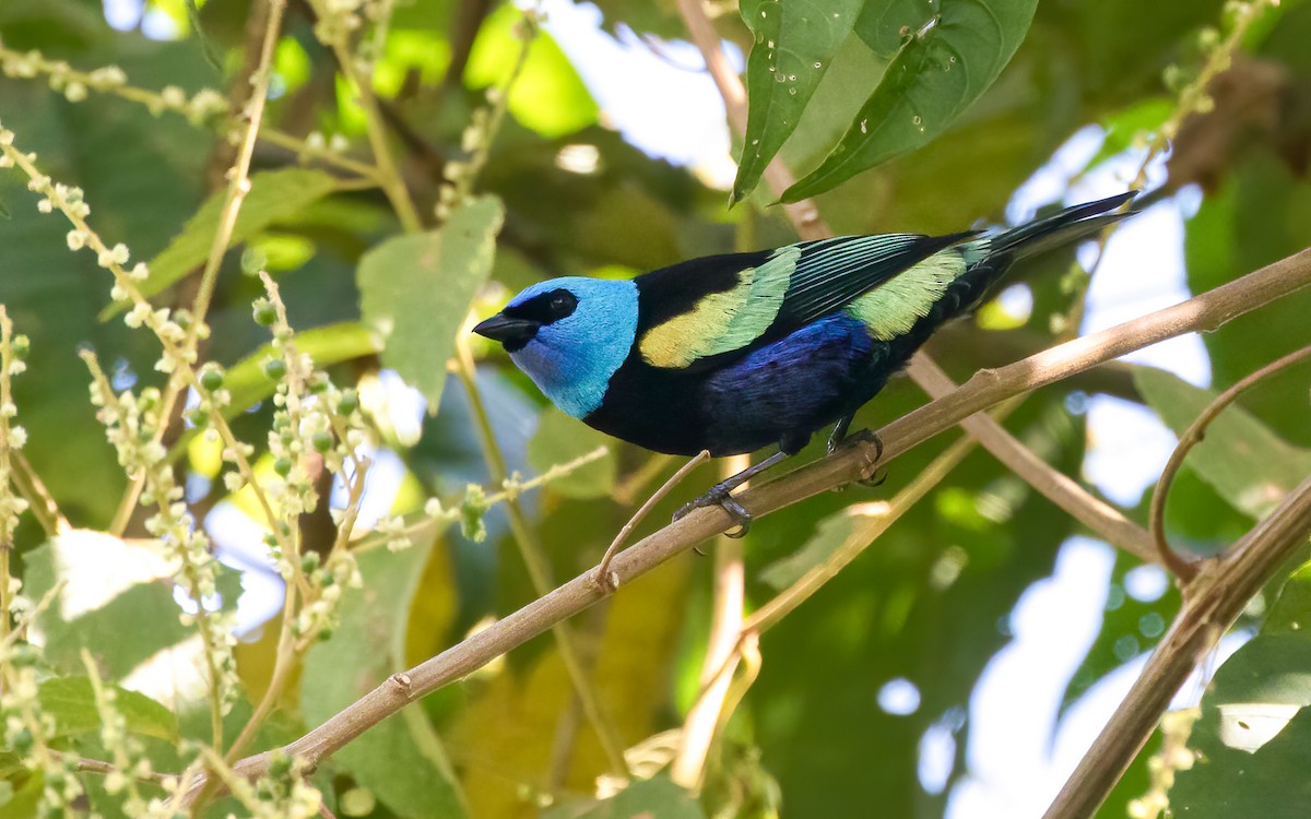Blue-necked Tanager - ML621088700