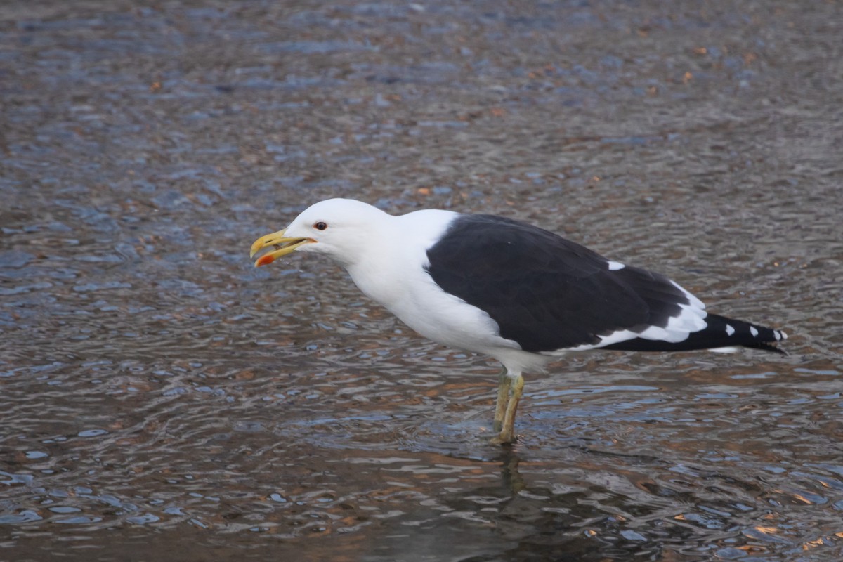 Kelp Gull (dominicanus) - ML621088706