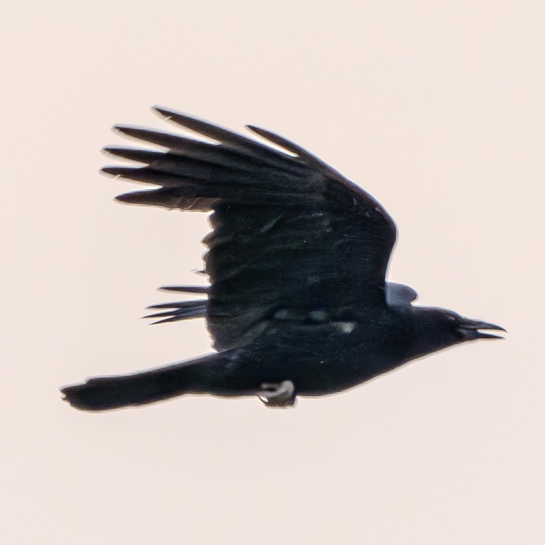 Common Raven - ML621088713
