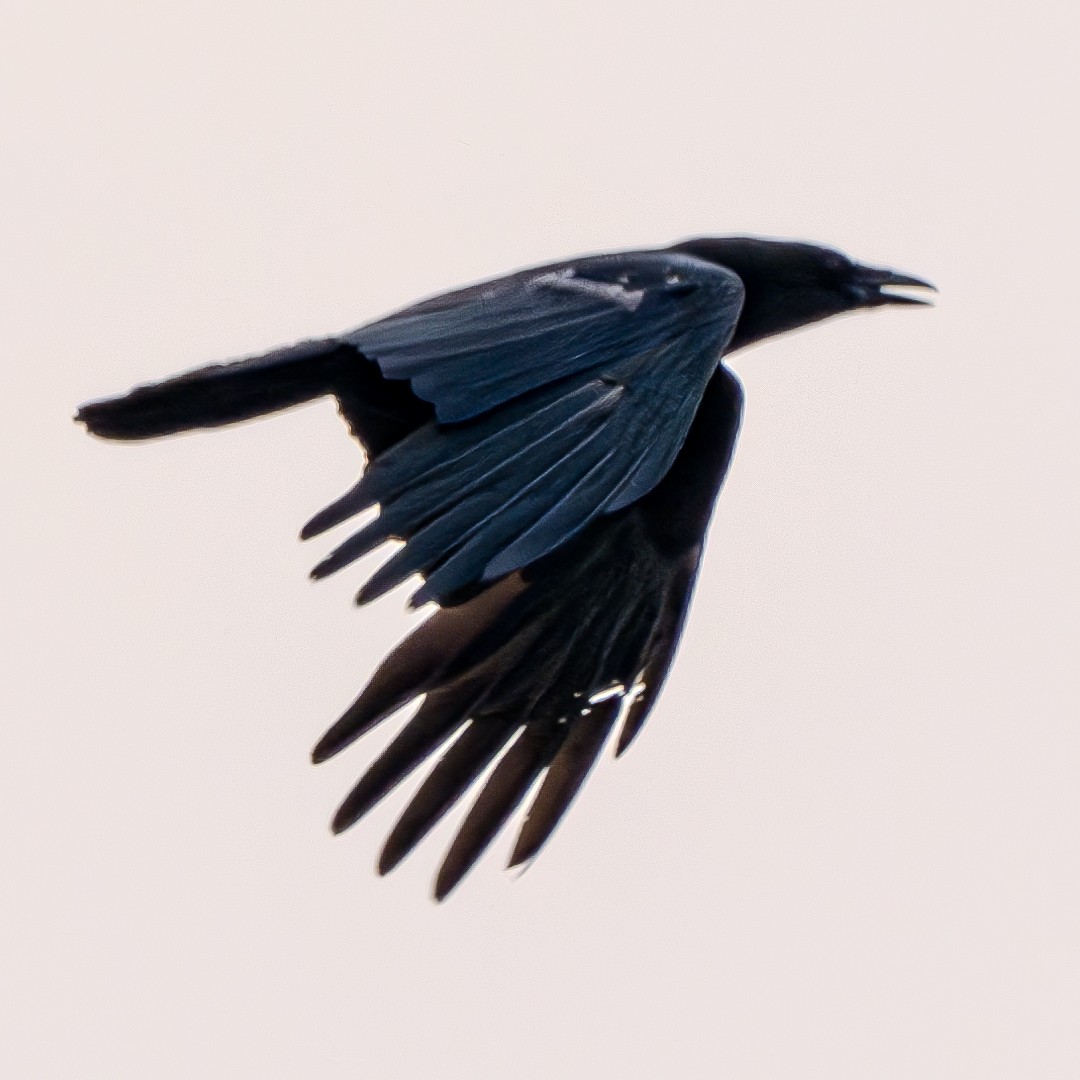 Common Raven - ML621088714