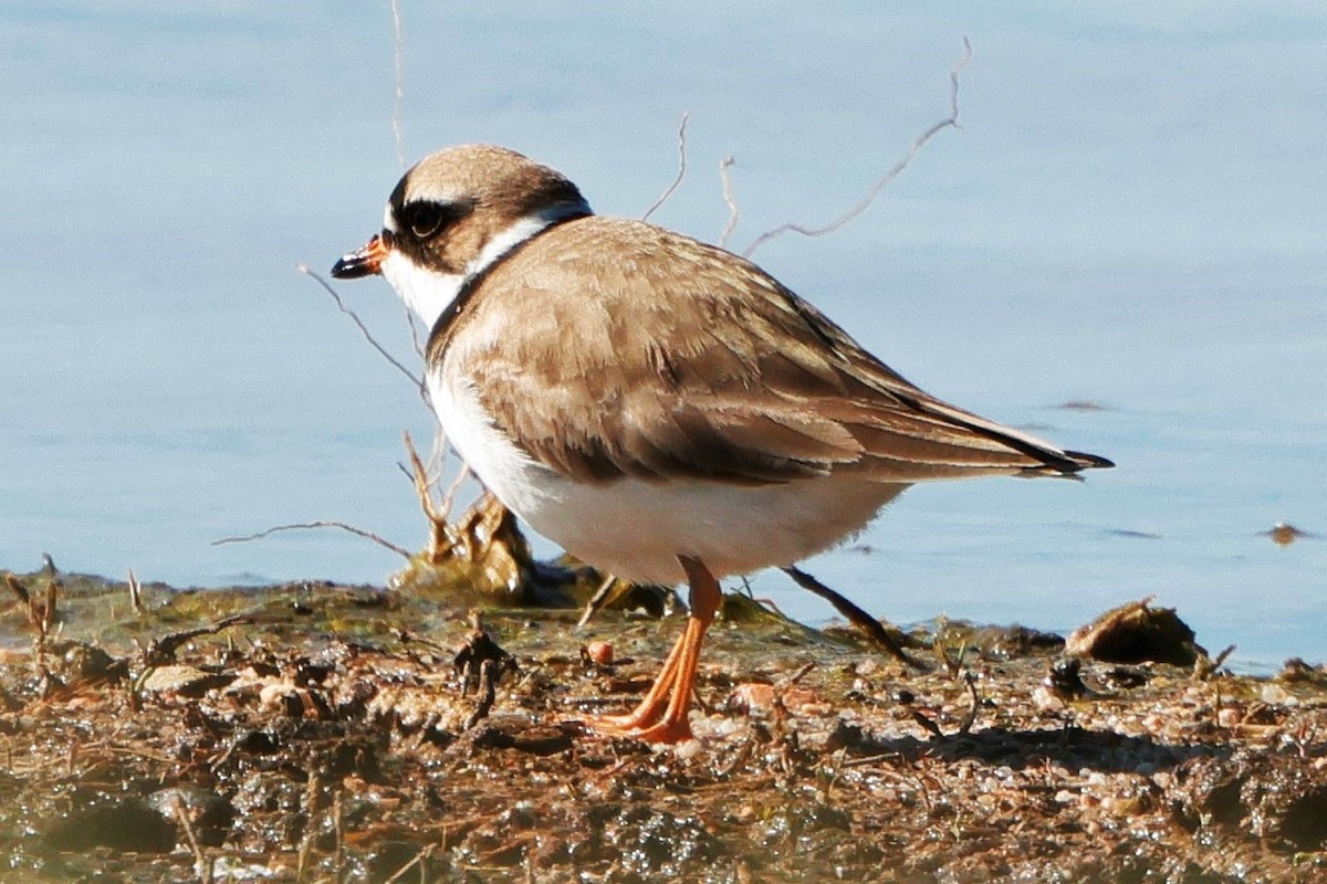 Semipalmated Plover - ML621088715