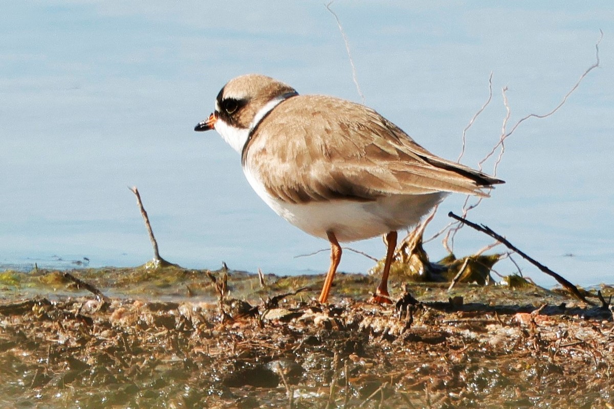 Semipalmated Plover - ML621088716