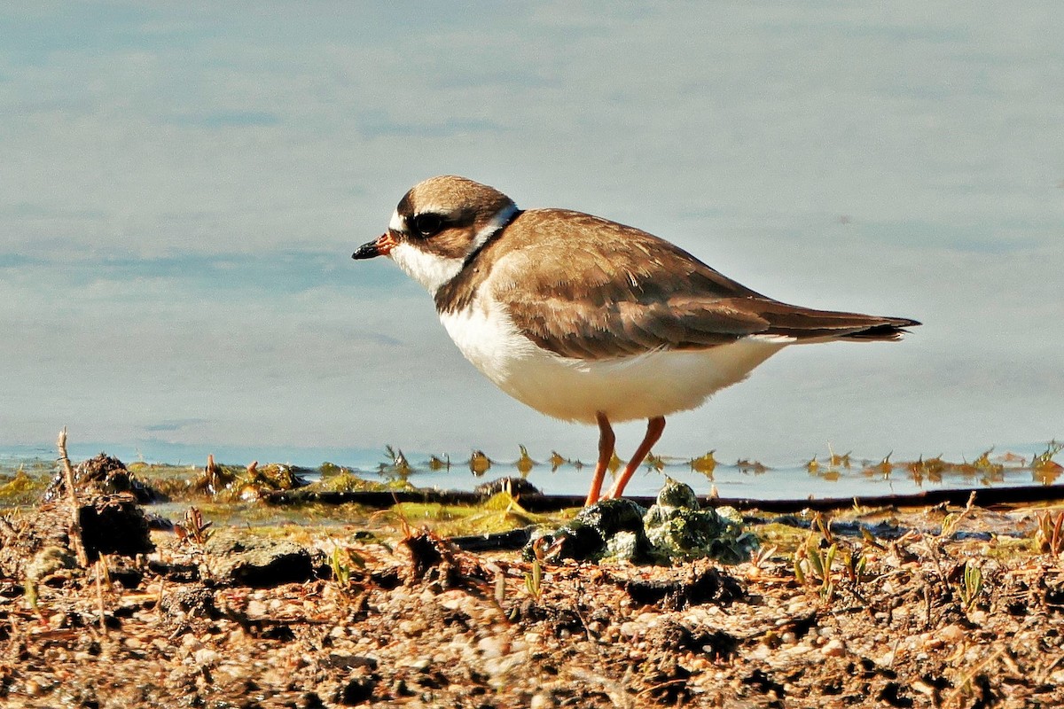 Semipalmated Plover - ML621088717