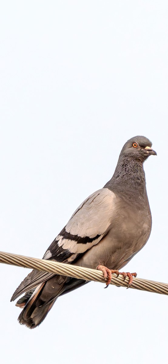Rock Pigeon (Feral Pigeon) - ML621088738