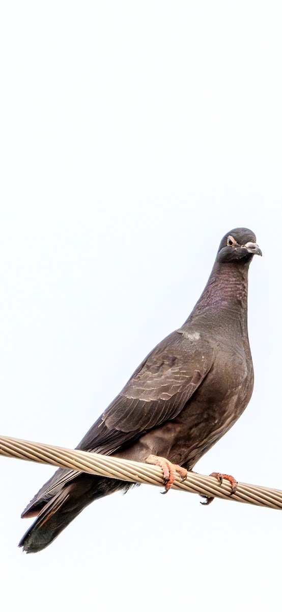 Rock Pigeon (Feral Pigeon) - ML621088739